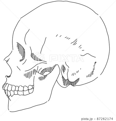 横向きの頭蓋骨の線画のイラスト素材