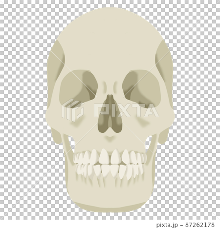 Illustration of a skull facing the front Illustration of a skull facing the front 87262178