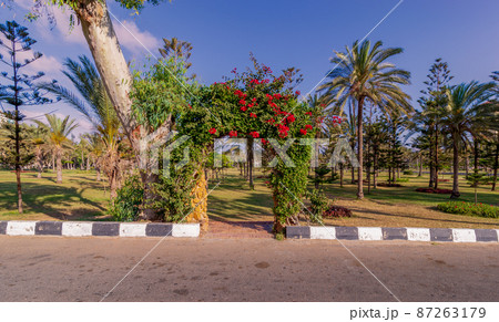 Natural rose garden arch covered by climbing plants at a public park Natural rose garden arch covered by climbing plants at a public park 87263179