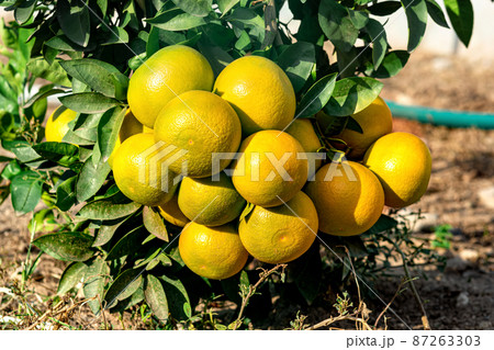 bunch of oranges ripen on a tree in the garden bunch of oranges ripen on a tree in the garden 87263303