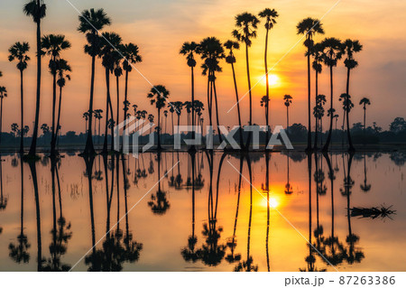 sugar palm tree with reflection at sunrise 87263386