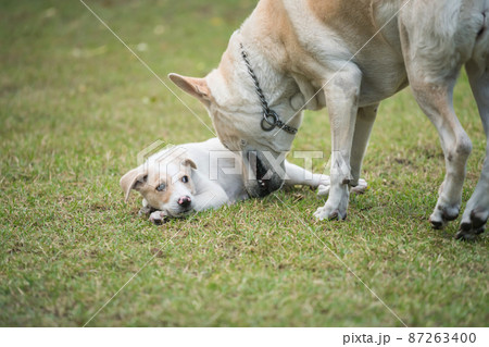 Creamy mother dog take care of its cute puppy Creamy mother dog take care of its cute puppy 87263400