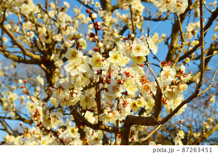 京都市北野天満宮梅苑の満開の白梅が美しい 87263451