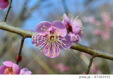 京都市北野天満宮梅苑の可憐な梅 87263455