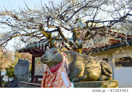 京都市北野天満宮の神使の牛と白梅 87263461