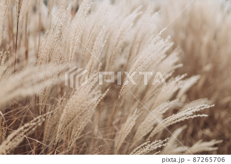 Abstract natural background of soft plants Cortaderia selloana. Pampas grass on a blurry bokeh, Dry reeds boho style. Fluffy stems of tall grass in winter 87265706