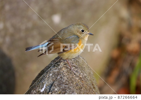水場でたたずむルリビタキのオス若鳥 水場でたたずむルリビタキのオス若鳥 87266664