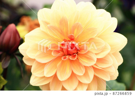 オレンジ色 オレンジ 橙 87266859