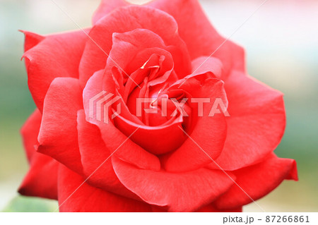 薔薇 バラ科 バラの写真素材 薔薇 バラ科 バラの写真素材