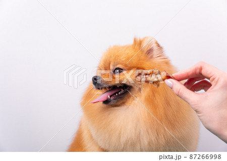 The dog refuses the treat and turns away 87266998
