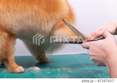 Professional groomer takes care of Orange Pomeranian Spitz in animal beauty salon. Professional groomer takes care of Orange Pomeranian Spitz in animal beauty salon. 87267027