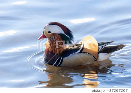 Male Mandarin Duck 87267207