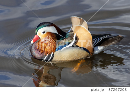 Male Mandarin Duck Male Mandarin Duck 87267208