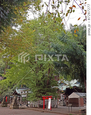 杵築大社（武蔵野） 87267277