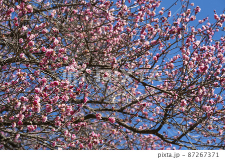 満開の紅梅 87267371