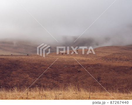 A yellowed autumn field with cows grazing in the distance against the background of low clouds descending to the tops of the mountains 87267440