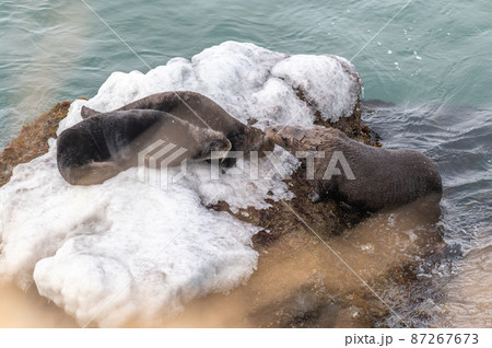 霧多布のラッコファミリー 87267673