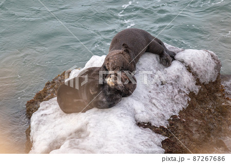 霧多布のラッコファミリー 87267686