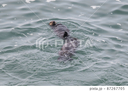 霧多布のラッコファミリー 87267705