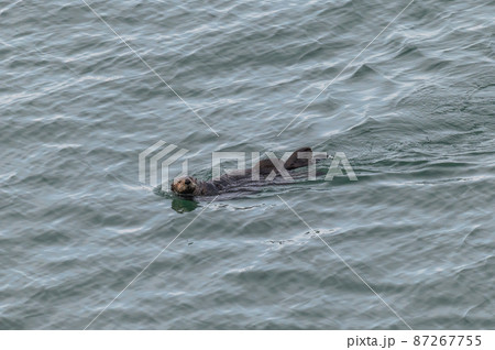 霧多布のラッコファミリー 87267755