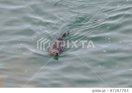 霧多布のラッコファミリー 87267763