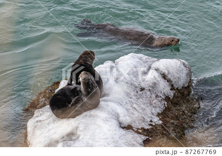 霧多布のラッコファミリー 87267769