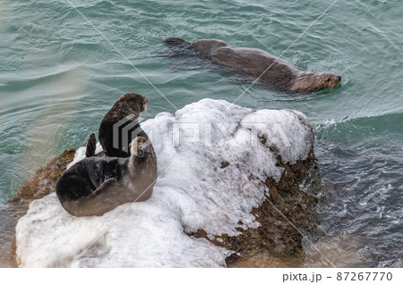 霧多布のラッコファミリー 87267770