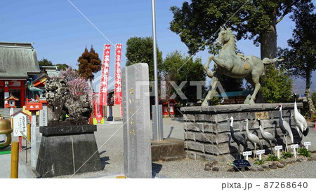 箱崎八幡神社 日本一の大鈴 紅梅の咲くころ 出水市 鹿児島県 箱崎八幡神社 日本一の大鈴 紅梅の咲くころ 出水市 鹿児島県 87268640