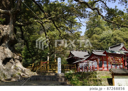蒲生の大楠（推定樹齢1500年）日本一の巨樹　蒲生町　鹿児島県 87268856