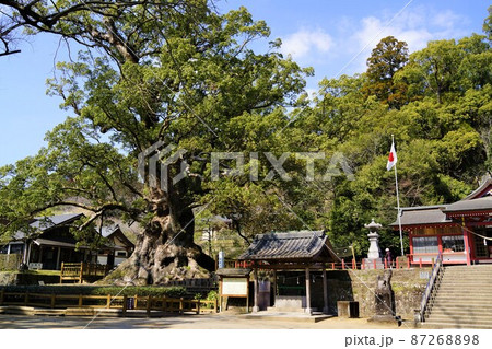 蒲生の大楠(国特別天然記念物）　日本一の巨樹　推定樹齢1500年　蒲生町　鹿児島県 87268898