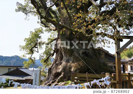 蒲生の大楠(国特別天然記念物）　日本一の巨樹　推定樹齢1500年　蒲生町　鹿児島県 87268902