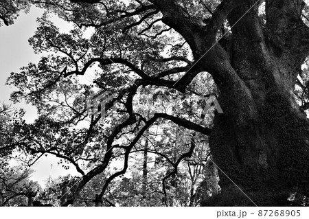 蒲生の大楠(国特別天然記念物）　日本一の巨樹　蒲生町　鹿児島県 87268905