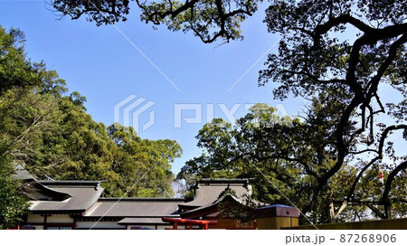 蒲生の大楠(国特別天然記念物）　日本一の巨樹　蒲生町　鹿児島県 87268906