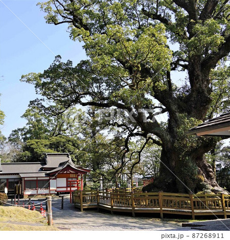 蒲生の大楠(国特別天然記念物）　日本一の巨樹　蒲生町　鹿児島県 87268911
