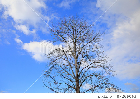 冬の公園 ユリノキ 冬の公園 ユリノキ 87269063