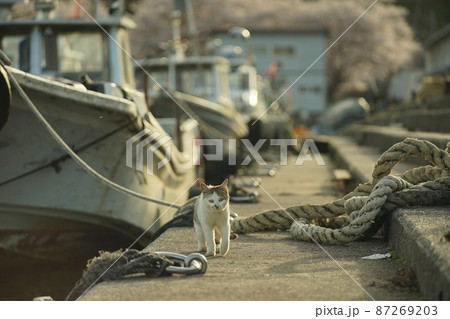 琵琶湖に浮かぶ有人島・沖島で春を過ごす猫 87269203