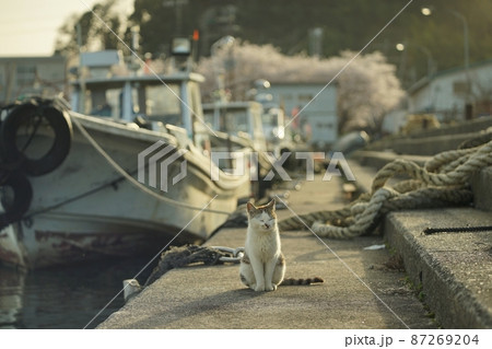琵琶湖に浮かぶ有人島・沖島で春を過ごす猫 87269204