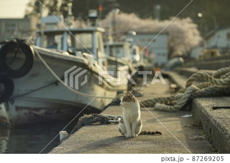 琵琶湖に浮かぶ有人島・沖島で春を過ごす猫 87269205