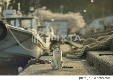 琵琶湖に浮かぶ有人島・沖島で春を過ごす猫 琵琶湖に浮かぶ有人島・沖島で春を過ごす猫 87269206