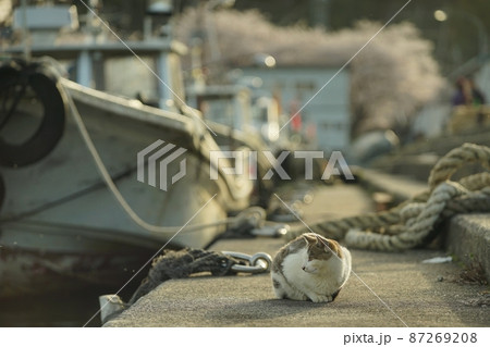 琵琶湖に浮かぶ有人島・沖島で春を過ごす猫 87269208