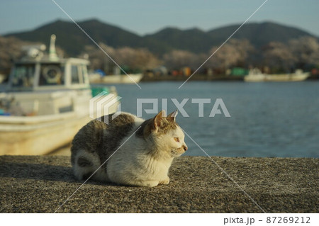 琵琶湖に浮かぶ有人島・沖島で春を過ごす猫 琵琶湖に浮かぶ有人島・沖島で春を過ごす猫 87269212