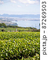 茶畑と海 87269503