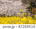 菜の花と桜 87269510