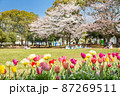 チューリップと桜 87269511