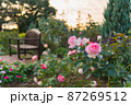 夕暮れとバラの花 87269512