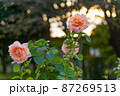 バラと夕焼け 87269513