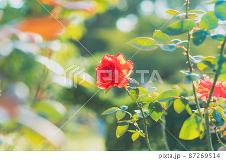 新緑とバラ 87269514