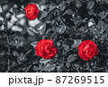 赤いバラとモノクロの背景 87269515