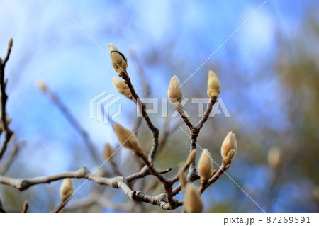 冬の公園 ハクモクレンの芽 冬の公園 ハクモクレンの芽 87269591