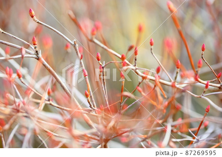 冬の公園 ドウダンツツジの芽 冬の公園 ドウダンツツジの芽 87269595